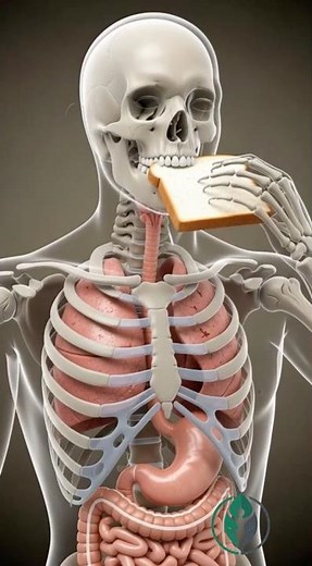 Bread on an Empty Stomach: What Happens in Your Stomach? (3D Animation)#learnonyt #digestivehealth