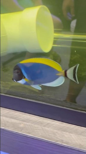 Powder Blue Tang Freshwater Dip + Quarantine Setup #ReefTank