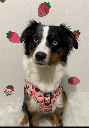 It’s almost that time of year! 💘🍫 Shop one of our BEST selling collections: ChocoBerry Bliss. Spoil your pup this season of love with new gear! 🐾 #dogsoftiktok #fyp #dogharness #valentinesday #explorepage✨