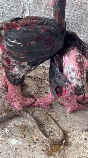 A flock of chickens cowered when they saw a snake intrusion,1067#chicken facing snake#chicken coop