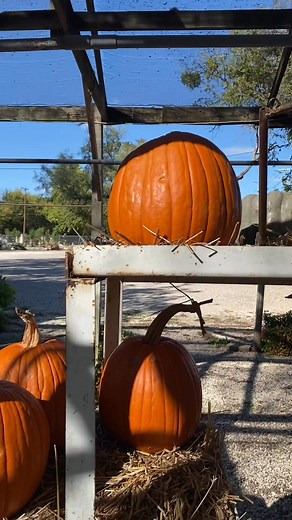 Calla Lily Garden Center on Reels | Facebook