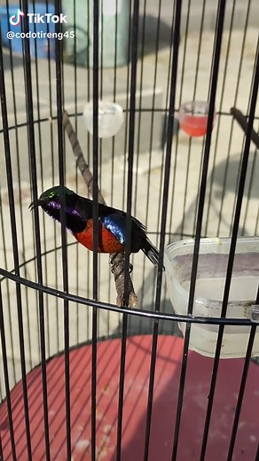 Kicauan Burung Kolibri Ninja Gacor