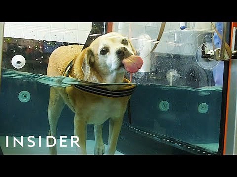 Underwater Treadmills Help To Heal Dogs