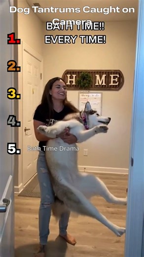 Dog Tantrums Caught on Camera 😂🐶