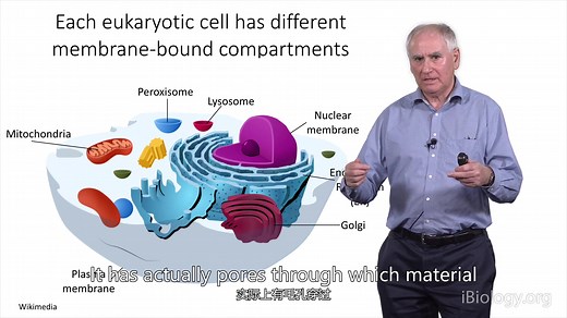 细胞器生物合成和蛋白分选Tom Rapoport 1 Organelle Biosynthesis and Protein Sorting