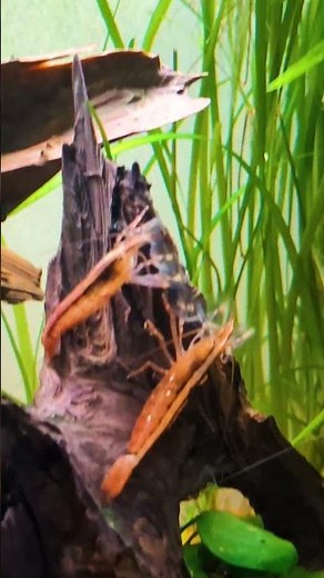 AVOID This Common Aquarium Mishap That Can Crash Your Tank!