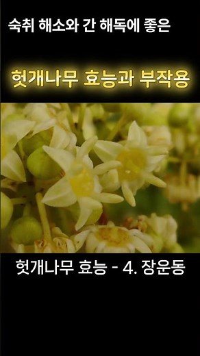 헛개나무 효능과 부작용, 헛개나무 효능, 헛개나무 부작용, 간 해독, 숙취 해소
