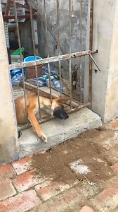 1.1K views | Smart dog rescues friend #Dog #Funny | Caffe Meo | Facebook