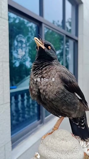 八哥鸟唱歌：迷人旋律与动物乐趣