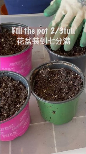 How to grow Hollyhocks from Seeds! the life of hollyhocks from seeds to blooming!!!!