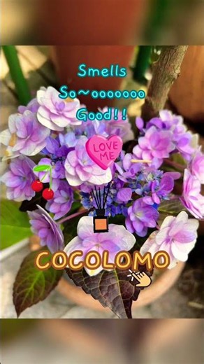 브랜드COCOLOMO 코코로모 디퓨저 함께(co) 색(color) 순간(moment)이라는 세가지 의미를 결합하여 탄생!! 체리블라썸,러브미,레몬라벤더 #디퓨저추천 #코코로모