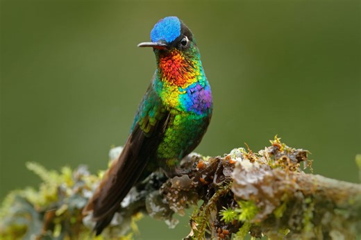 U.S. States Rich in Hummingbird Species