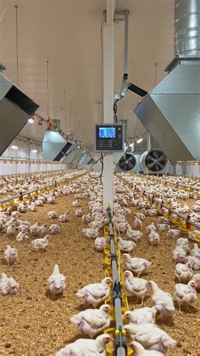 Advanced Modern Broiler Farm House ||Ventilation System Management#chicken #chicken farming #poultry