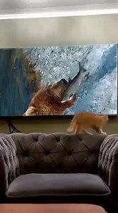 359K views · 6.4K reactions | LoL 藍藍藍 | Animal World | Facebook