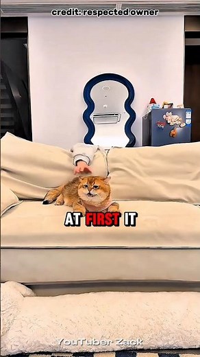 Who Was Petting the Cat? 😨