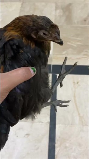 Baby Chicks Chirping 🐥 ASMR 🐣chicks video for baby#moqadasfamily