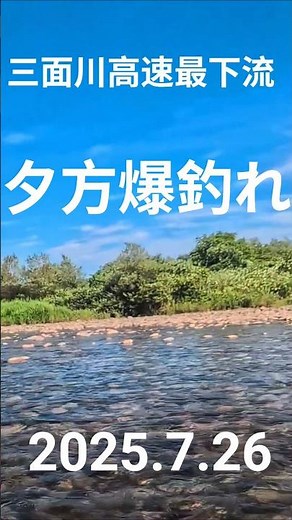 三面川高速最下流 2025.7.26 #釣り #新潟の釣り #鮎釣り