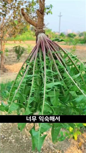 너무 흔해서 몰랐던 민들레… 효능 알면 놀라십니다
