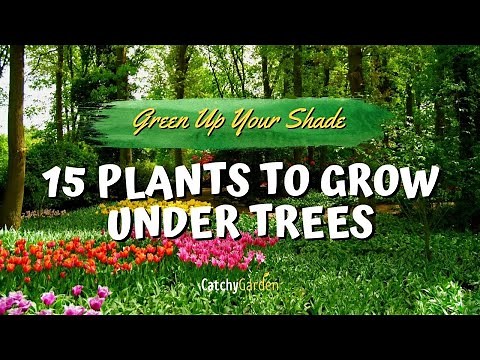 Green Up Your Shade: 15 Plants to Grow Under Trees 🌳🌷👍 // Garden Tips