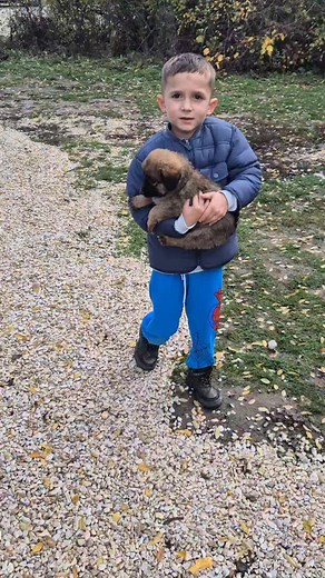2.9K views · 7.8K reactions | Shkumbin the youngest rescuer﫠found this pup with missing leg, kept it for a few days and than his brought the pup to us. Such a nice kid with big heart | Prishtina Dog Shelter | Facebook