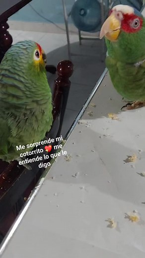 29K views · 299 reactions | Mi Cotorrito bello es el que siempre me contesta cuando le hablo y Pánfilo sigue más a sus hermanos   #cotorrito #Panfilo #birdslife #platica #charla #mascotassanas #birdsphotography #birds_captures #parrotlover #BuenasTardesATodos #parrotlife #parrots #avesdelmundo #AmoAMisMascotas | Aventuras De Panfilo Y Nala | Facebook