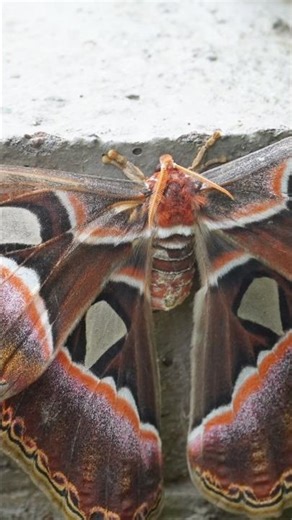 The Giant Atlas Moth