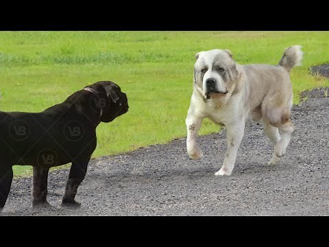 Only These Dog Breeds Can Face an Alabai