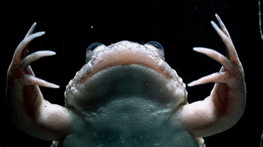 This tiny frog spread death across entire forests – then came mass extinction