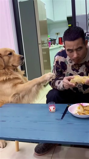 The male owner of the search was retaliated by the golden retriever😂😂 #lovedogs #doglife #funnydogs | Y7 Online