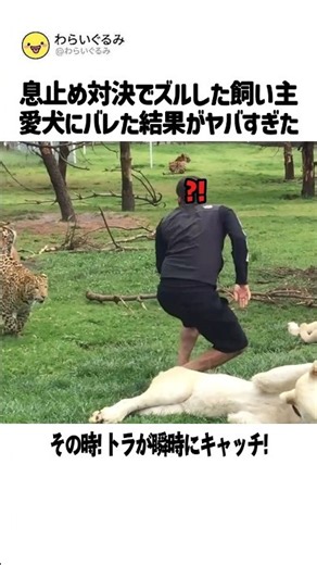 飼育員を狙ったヒョウの背後から…最強すぎるボディガードの行動に感動！