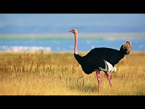 Ostrich Sound Effect