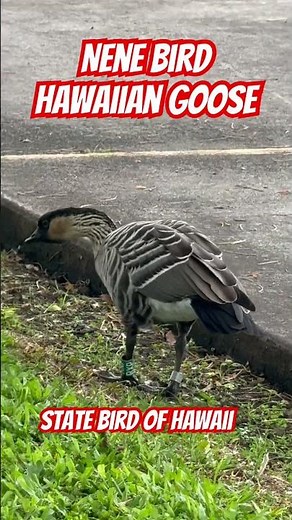 NENE BIRD 🦅 | STATE BIRD OF HAWAII Hawaiian Goose #hawaii
