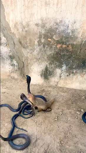 Black King Cobra Meets Silver Mongoose | Nature’s Ultimate Showdown