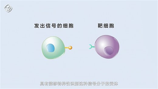 8细胞间信息交流的方式（人教社出品）