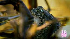 A Toad Resting on the Water Surface