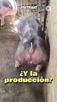 PIETRAIN BREED: QUALITY MEAT #pigs #pigfarming #project #production #agriculture