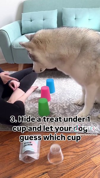 Engaging Cup Games for Your Dog's Mental Stimulation