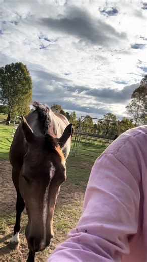 Oh you have to halter your two year old…. Cute 🤣🤣🤣 jokes!!! This is a very extensively shown baby who thinks i gave birth to her 🥰 but repetition and good handling go a long way in making horses with sound minds!