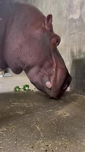 255K views · 10K reactions | Toddlers aren't the only ones who won't eat their broccoli 藍復 This great video is brought to you by Great American Insurance Group. | Cincinnati Zoo & Botanical Garden | Facebook