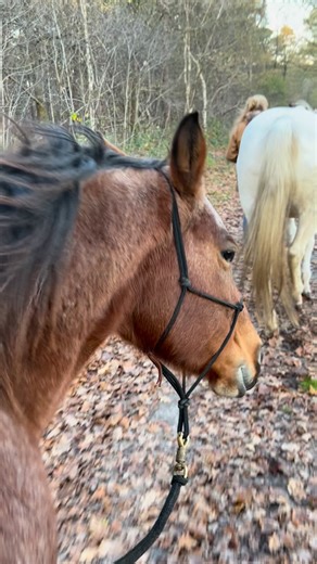 #appaloosa | Alexandra van Unen-Bracke | Facebook