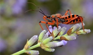 Helpful Bugs for Your Garden