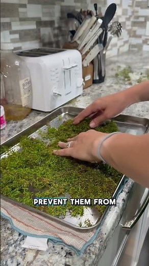 How to freeze dill #homestead #homesteading #foodpreservation #foodpreserving