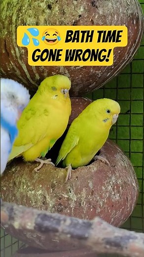 Budgie Bath Time Gone Wrong 💦😂 | CBW Amusement