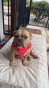 Winston and Tulip are available for adoption! | Rocky Kanaka