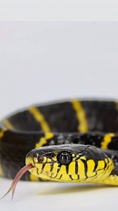 26 reactions | Mangrove Snakes are one of those snakes that will catch anybody’s eye. These rear fanged snakes have a specialized rear fang venom that it is made to subdue birds (their main diet in the wild). | LLLReptile & Supply | Facebook