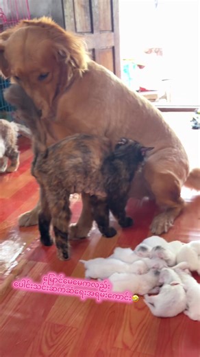 @May Chit Loon Po 2 @May Chit Loon Po 3 @BaoBao Pet Shop | pet