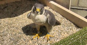New peregrine falcon moves into Pitt's Cathedral of Learning