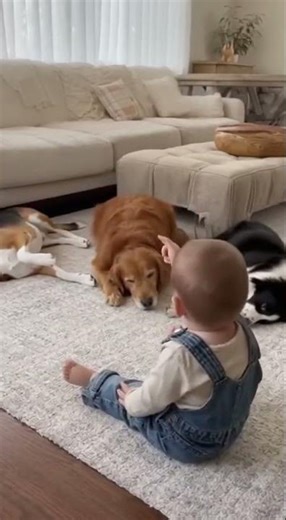 😂 Baby's Magic Finger Makes His Whole Dog Pack Dramatically Play Dead! ✨ #funnydogs #cutebaby