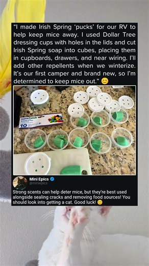 Irish Spring Soap Mouse Repellent