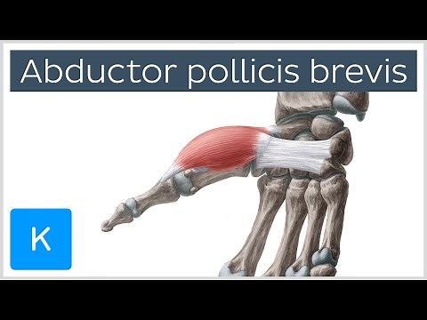 Abductor pollicis brevis muscle - O& I, Function & Innervation - Anatomy | Kenhub